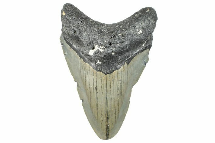 Serrated, Fossil Megalodon Tooth - North Carolina #295312